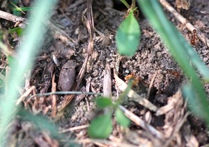 Dusty Surface Beetle